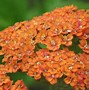 Image result for Achillea millefolium Terracotta