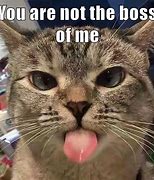 Image result for Funny Cat Boss Memes