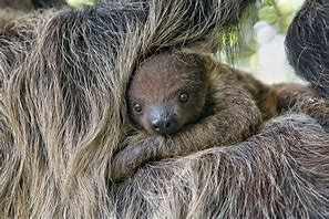 Image result for Baby Two Toed Sloth