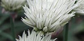 Image result for Allium schoenoprasum Elbe