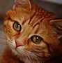 Image result for Fluffy Orange Cat