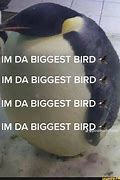 Image result for Biggest Bird IRL Meme