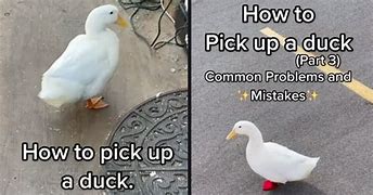 Image result for How to Pick Up a Duck Meme
