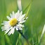 Image result for Daisy Wallpaper iPhone