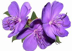 Image result for Beautiful Flowers Without Background