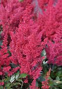 Image result for Astilbe Montgomery (Japonica-Group)