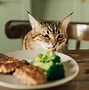 Image result for Cat Stealing Food Meme