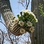 Image result for Saguaro Cactus Near Sedona