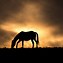 Image result for Horse Photographer