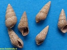 Afbeeldingsresultaten voor Coleoidea shells. Grootte: 135 x 100. Bron: www.fossilshells.nl