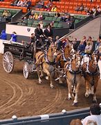 Image result for Horse Cart Racing