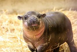Image result for Pygmy Hippopotamus