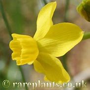 Narcissus cordubensis に対する画像結果