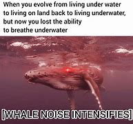Image result for Blue-Haired Land Whale Meme