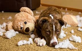 Image result for Best Puppy Chew Toys and Bones
