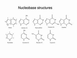 Image result for Nucleobase