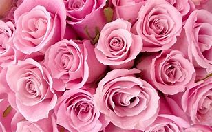 Image result for pink roses