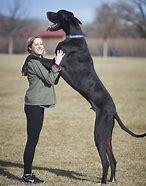 Image result for The Biggest Dog in the World vs a Human
