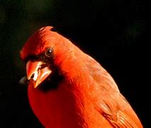 Image result for Cardinal-Bishop