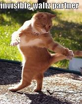 Image result for Invisible Cat