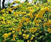 Image result for Yellow Blooming Trees VA