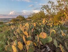 Image result for Cactus in Texas