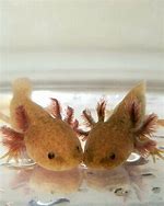 Image result for Fuzzamallows Fluffy Axolotl Walmart Tomball