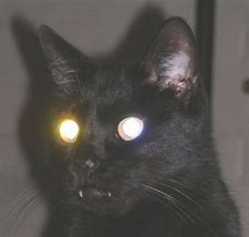Image result for Grunge Cat