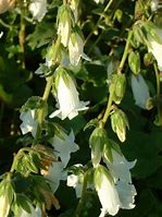 Image result for Campanula alliariifolia Snow Dune