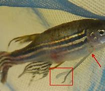Image result for Freshwater Parasites
