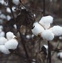 Image result for 100 Pounds of Cotton