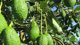 Image result for aguacua
