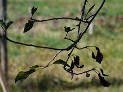 Image result for Apple Tree Leaf