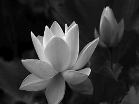 Image result for Lotus Flower Wallpaper iPhone 6