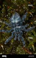 Image result for Martinique Red Tree Spider