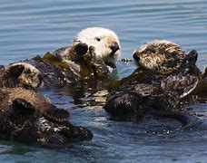 Image result for Photos of Sea Otters