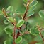 Image result for Cotoneaster cochleatus Minor