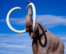 Image result for The Largest Land Mammal