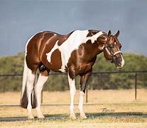 Image result for American Paint Quarter Horse