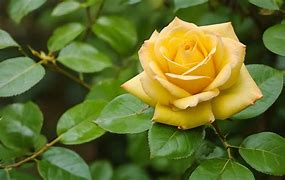 Image result for Golden Rose Flower