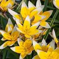 Tulipa tarda 的图像结果