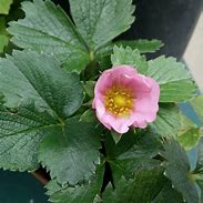 Image result for Fragaria x ananassa Sweet Anne