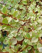 Image result for Cotoneaster hor. Variegatus