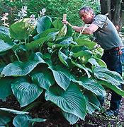 Image result for Hosta Jurassic Park