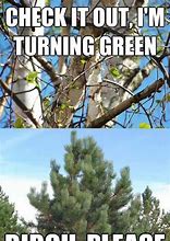 Image result for Pencil Trees Meme