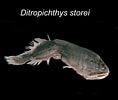 Image result for Ditropichthys storeri Anatomie. Size: 118 x 100. Source: www.yumpu.com