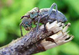 Image result for Armored Cricket