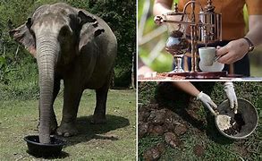 Image result for Elephant Dung Coffee