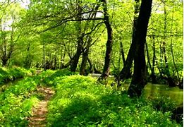 Image result for Serbian Forest