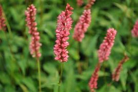 Résultat d’images pour Persicaria amplexicaulis Orangofield